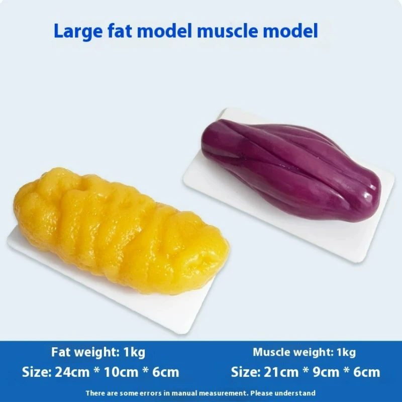 人間の筋肉と脂肪の模型 健康と減量のための栄養と科学 フィッ - Nutrition Fitness Health のレビューと価格