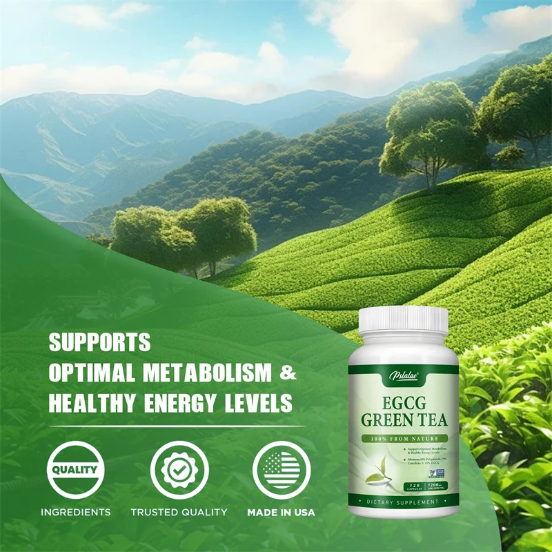 EGCG 緑茶エキス - 代謝を促進し、健康的な脂肪燃焼をサ - Green Tea Extract Fat のレビューと価格